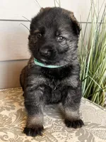 Light Blue Collar Male, a female German Shepherd Dog for sale in Morrisville, MO – Photo 7 of 8