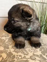 Light Blue Collar Male, a female German Shepherd Dog for sale in Morrisville, MO – Photo 3 of 8