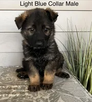 Light Blue Collar Male, a female German Shepherd Dog for sale in Morrisville, MO – Photo 1 of 6