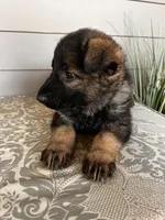 Light Blue Collar Male, a female German Shepherd Dog for sale in Morrisville, MO – Photo 6 of 6