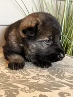 Light Blue Collar Male, a female German Shepherd Dog for sale in Morrisville, MO – Photo 5 of 8