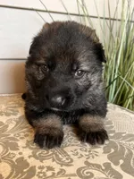 Light Blue Collar Male, a female German Shepherd Dog for sale in Morrisville, MO – Photo 4 of 8