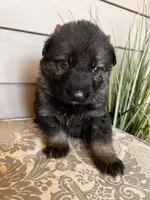 Light Blue Collar Male, a female German Shepherd Dog for sale in Morrisville, MO – Photo 2 of 8
