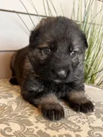 Light Blue Collar Male, a female German Shepherd Dog for sale in Morrisville, MO – Photo 6 of 8