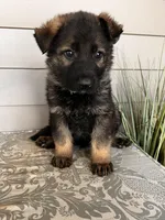 Light Blue Collar Male, a female German Shepherd Dog for sale in Morrisville, MO – Photo 3 of 6