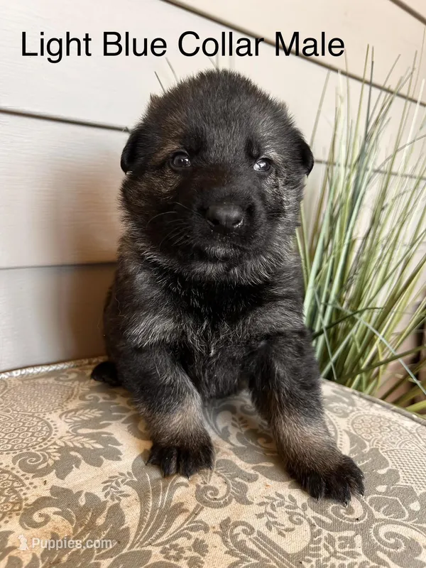 Light Blue Collar Male – German Shepherd Dog puppy for sale in Morrisville, MO