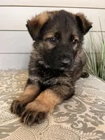 Light Blue Collar Male, a female German Shepherd Dog for sale in Morrisville, MO – Photo 5 of 6