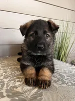 Light Blue Collar Male, a female German Shepherd Dog for sale in Morrisville, MO – Photo 2 of 6