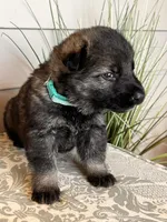 Light Blue Collar Male, a female German Shepherd Dog for sale in Morrisville, MO – Photo 8 of 8
