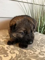 Brown Collar Male, a female German Shepherd Dog for sale in Morrisville, MO – Photo 4 of 6