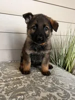 Brown Collar Male, a female German Shepherd Dog for sale in Morrisville, MO – Photo 2 of 5