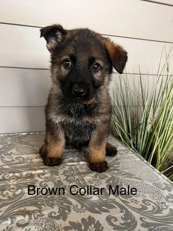Brown Collar Male – German Shepherd Dog puppy for sale in Morrisville, MO