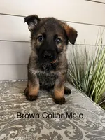 Brown Collar Male, a female German Shepherd Dog for sale in Morrisville, MO – Photo 1 of 5