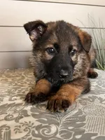 Brown Collar Male, a female German Shepherd Dog for sale in Morrisville, MO – Photo 4 of 5