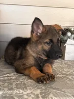 Brown Collar Male, a female German Shepherd Dog for sale in Morrisville, MO – 3 of 6