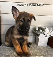 Brown Collar Male, a female German Shepherd Dog for sale in Morrisville, MO – 1 of 6