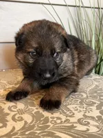 Brown Collar Male, a female German Shepherd Dog for sale in Morrisville, MO – Photo 5 of 6
