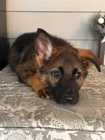 Brown Collar Male, a female German Shepherd Dog for sale in Morrisville, MO – 6 of 6