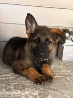 Brown Collar Male, a female German Shepherd Dog for sale in Morrisville, MO – 5 of 6