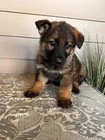 Brown Collar Male, a female German Shepherd Dog for sale in Morrisville, MO – Photo 5 of 5