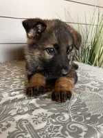 Brown Collar Male, a female German Shepherd Dog for sale in Morrisville, MO – Photo 3 of 5