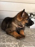 Brown Collar Male, a female German Shepherd Dog for sale in Morrisville, MO – 4 of 6
