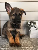 Brown Collar Male, a female German Shepherd Dog for sale in Morrisville, MO – 2 of 6