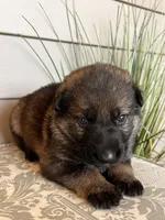 Brown Collar Male, a female German Shepherd Dog for sale in Morrisville, MO – Photo 3 of 6