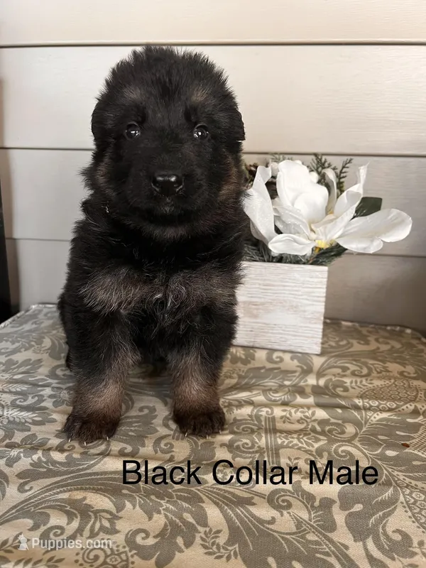 Black Collar Male  – German Shepherd Dog puppy for sale in Morrisville, MO