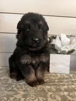 Black Collar Male , a male German Shepherd Dog for sale in Morrisville, MO – Photo 5 of 5