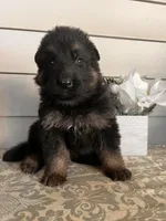 Black Collar Male , a male German Shepherd Dog for sale in Morrisville, MO – Photo 2 of 5