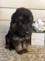 Black Collar Male , a male German Shepherd Dog for sale in Morrisville, MO – Photo 4 of 5