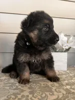 Black Collar Male , a male German Shepherd Dog for sale in Morrisville, MO – Photo 3 of 5