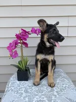 Light Pink Collar Female, a female German Shepherd Dog for sale in Morrisville, MO – 7 of 7