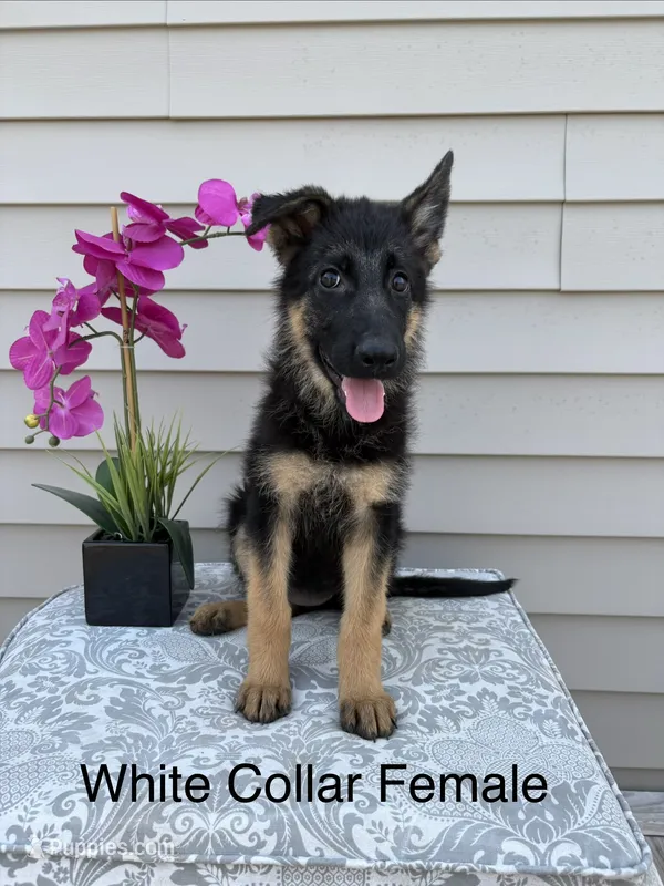 White Collar Female Puppy – German Shepherd Dog puppy on hold in Morrisville, MO