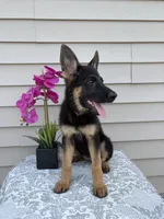 Purple Collar Female , a female German Shepherd Dog for sale in Morrisville, MO – 7 of 7