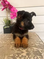 Purple collar Female, a female German Shepherd Dog for sale in Morrisville, MO – 4 of 6