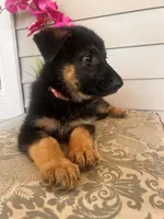Light Pink Collar Female, a female German Shepherd Dog for sale in Morrisville, MO – 4 of 6