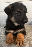 Blue Collar Male , a male German Shepherd Dog for sale in Morrisville, MO – 3 of 5