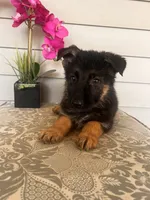 Pink Collar Female, a female German Shepherd Dog for sale in Morrisville, MO – 2 of 6