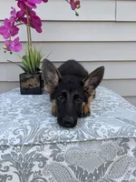 Purple Collar Female , a female German Shepherd Dog for sale in Morrisville, MO – 6 of 7