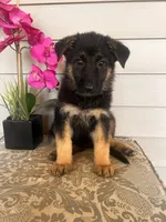 Light Pink Collar Female, a female German Shepherd Dog for sale in Morrisville, MO – 6 of 6