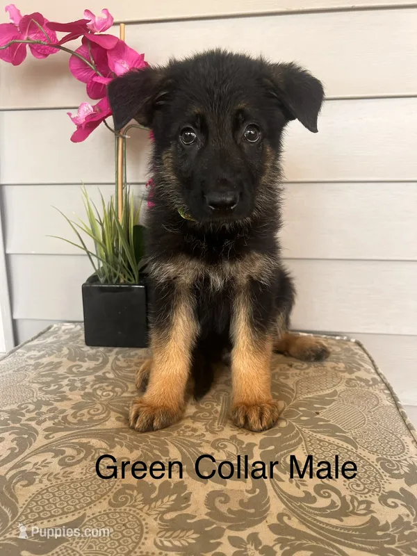 Green Collar Male – German Shepherd Dog puppy for sale in Morrisville, MO