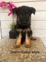 Green Collar Male, a female German Shepherd Dog for sale in Morrisville, MO – 1 of 6