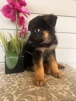Orange Collar Male, a female German Shepherd Dog for sale in Morrisville, MO – 3 of 5