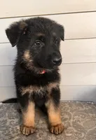 Pink Collar Female Puppy, a female German Shepherd Dog for sale in Morrisville, MO – 4 of 6