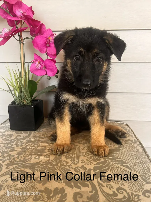 Light Pink Collar Female – German Shepherd Dog puppy for sale in Morrisville, MO