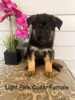 Light Pink Collar Female, a female German Shepherd Dog for sale in Morrisville, MO – 1 of 6