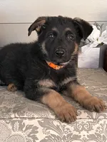 Orange Collar Male, a female German Shepherd Dog for sale in Morrisville, MO – 4 of 5