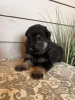 Orange Collar Male, a female German Shepherd Dog for sale in Morrisville, MO – Photo 3 of 8